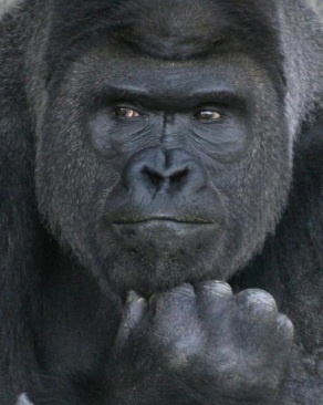 The-gorilla_-the-thinker